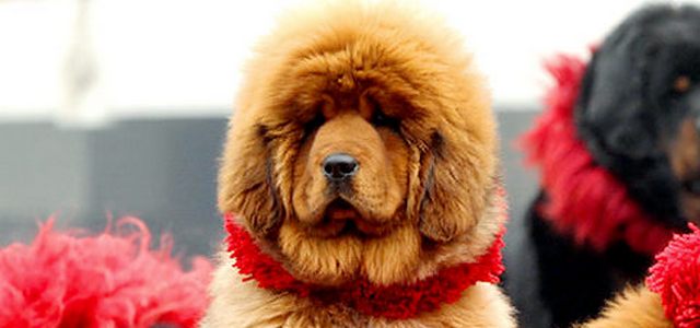 A-Royal-Dog-Red-Tibetan-Mastiff-3