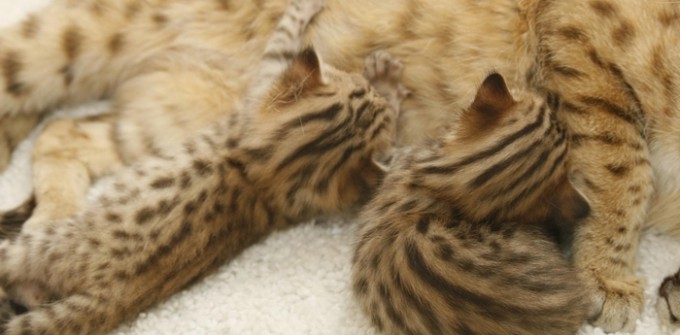 Savannah_Cat-f3-savannah-cat-kittens-1